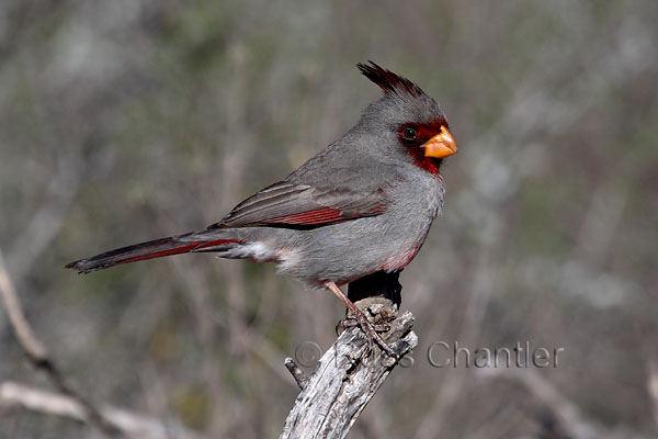 Pyrrhuloxia © Russ Chantler